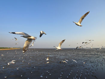 Seagulls flying over sea against clear sky