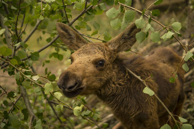 Close-up of moose amidst plants