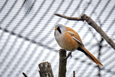 Close-up of bird perching on a tree