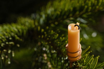 Close-up of candle on christmas tree.