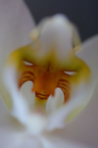 Close-up of yellow flower