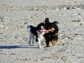 Dog running on beach