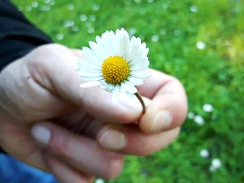 Close-up of cropped hand holding daisy