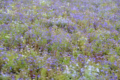Full frame shot of purple flowering plants on field