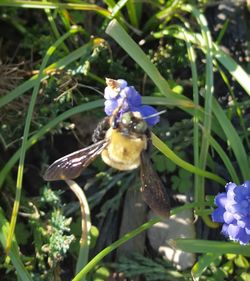 Close-up of bee on flower