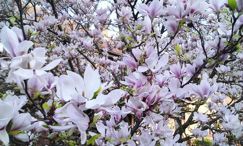 Close-up of white flowers on tree