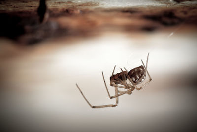 Close-up of spider