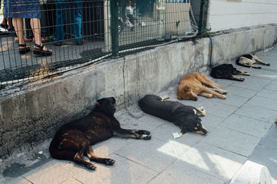 Dog sleeping on street