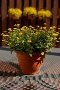 Close-up of potted plant on table