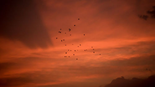 Low angle view of birds flying in sky