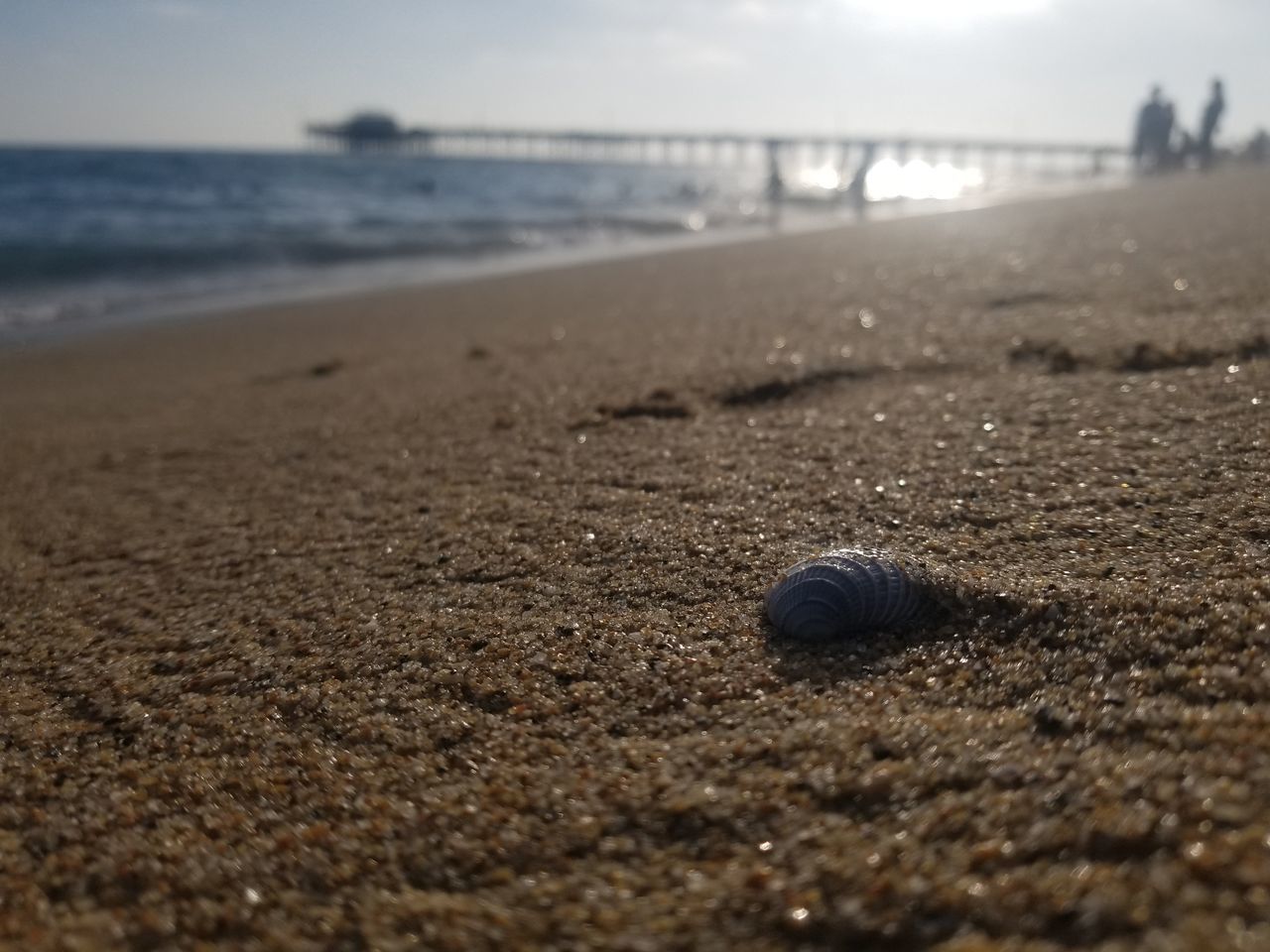 beach, land, sand, sea, selective focus, nature, water, no people, tranquility, shell, sky, close-up, day, beauty in nature, animal, outdoors, tranquil scene, horizon, animal wildlife, surface level, horizon over water