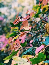 Close-up of pink flowers on branch