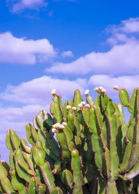 Beautiful landscape cactus tree on the blue sky background. travel concept. canary island lanzarote