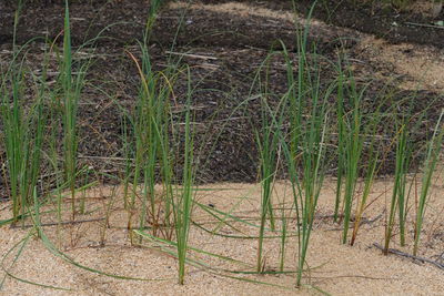 High angle view of bamboo on field