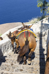 Horses walking on steps in sunny day