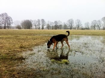 Dog standing on grassy field