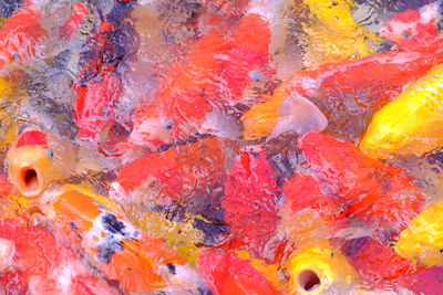 Close-up high angle view of koi carps swimming in pond