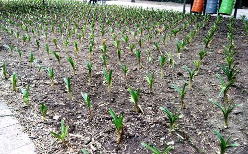 Plants growing in field