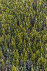 Trees in forest during autumn