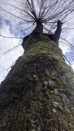 Low angle view of bare tree against sky