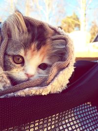 Close-up portrait of cat