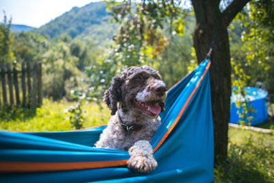 Dog sitting in hammock