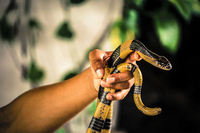 Close-up of man holding stick