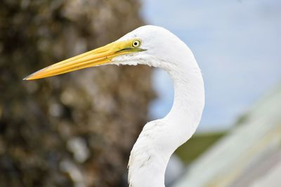 Close-up of a white egret