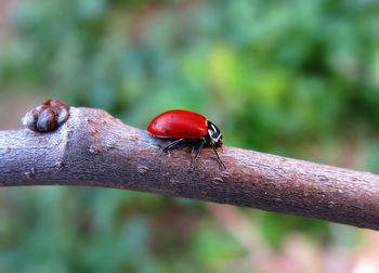 Close-up of ladybug on leaf
