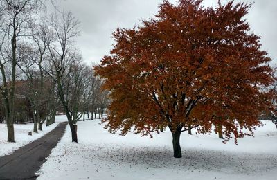 Trees on snow covered road during autumn