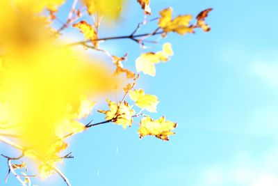 Low angle view of yellow flower tree against sky