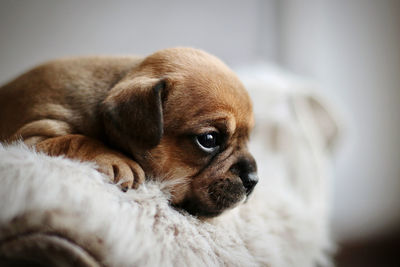 Close-up of puppy looking away