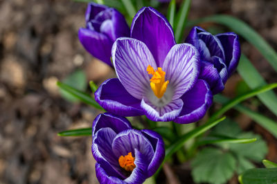 Close-up of purple crocus flower