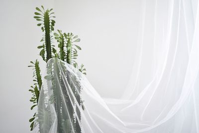 Close-up of plant against white background