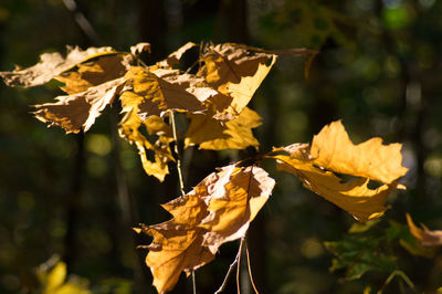 Close-up of maple leaves