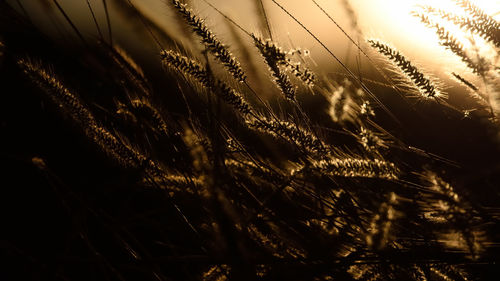 Close-up of plants growing during sunset