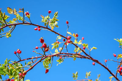 Low angle view of red berries on tree against blue sky