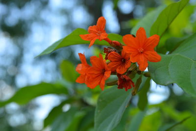 Close-up of red flowering plant