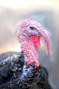 Close-up of a bird