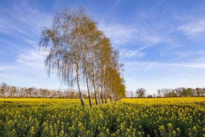 Scenic view of oilseed rape field against sky