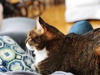 Cat relaxing on bed at home