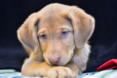 Close-up portrait of dog looking at camera