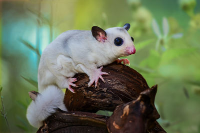 Close-up of squirrel