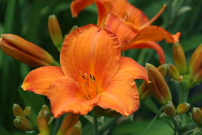 Close-up of orange flower