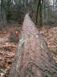 Trees in forest