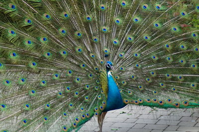 Peacock with fanned out on footpath