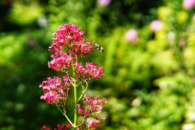 Close-up of pink flowering plant