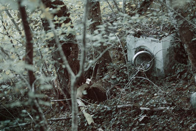 Close-up of ivy on tree in forest