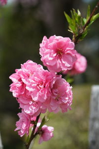 Close-up of pink flowering plant