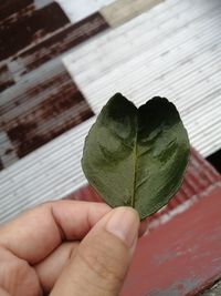 Close-up of hand holding leaves